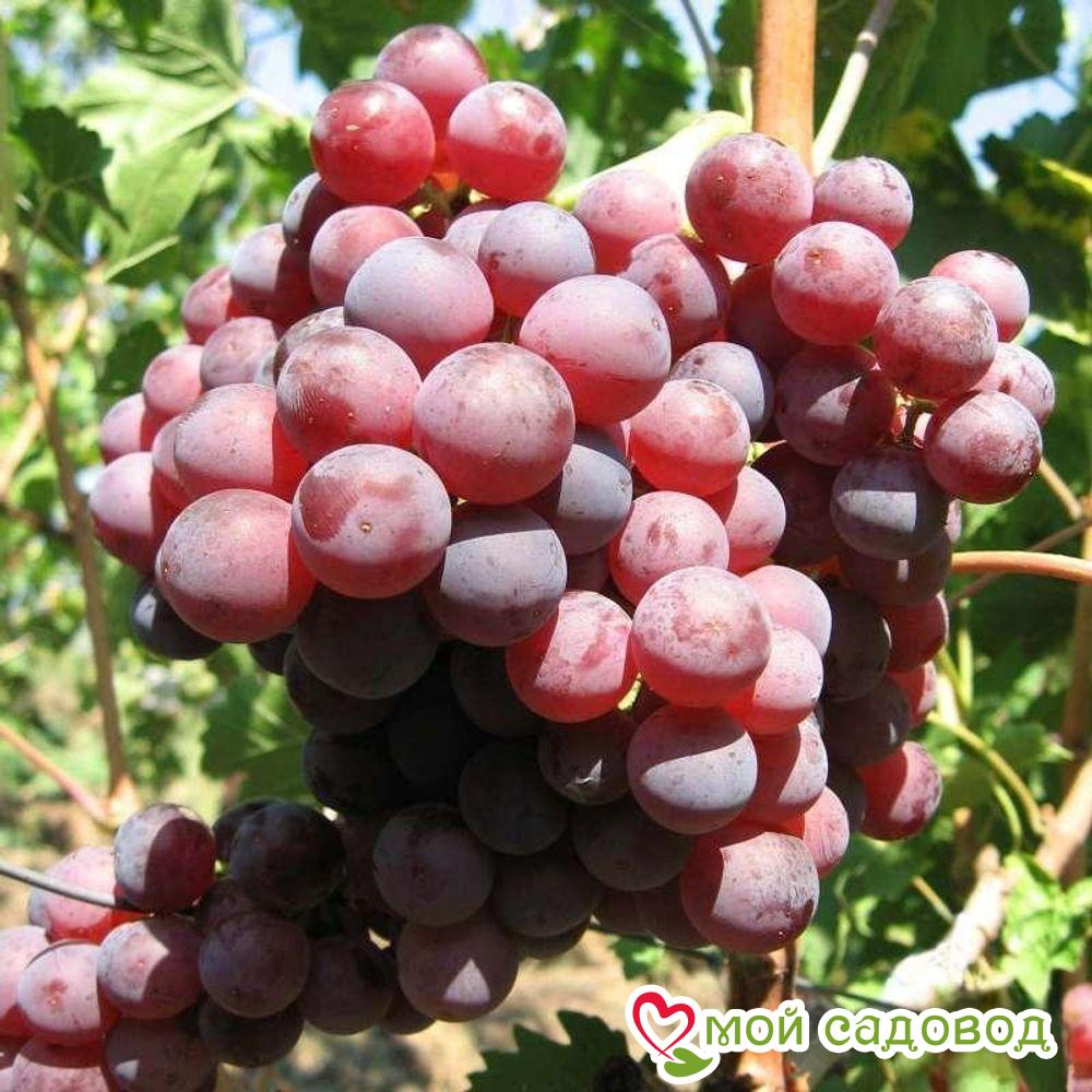 Виноград Сиреневый туман